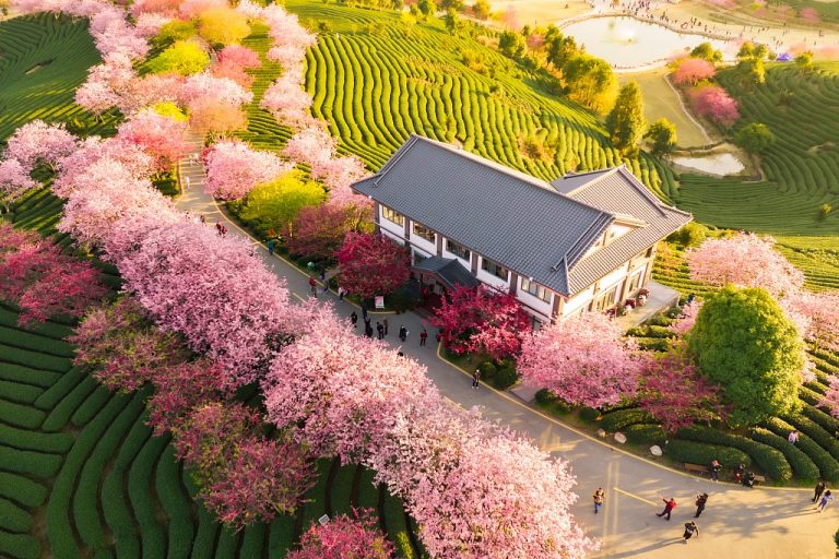 Guau, este lugar existe de verdad: el jardín Fujian Sakura